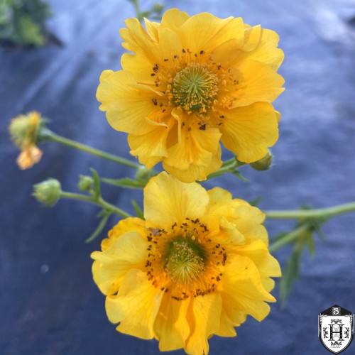 Geum chiloense 'Goldball' - Tšiili mõõl 'Goldball'